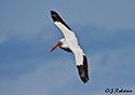 Pelecanus erythrorhynchos